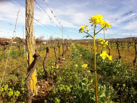 Enherbement glanes Enherbement glanes